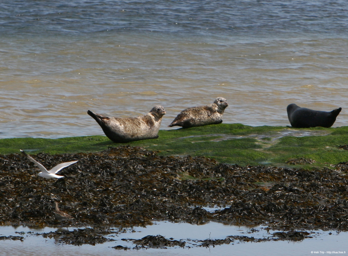 20120508_aranportchowrughsealcolony10