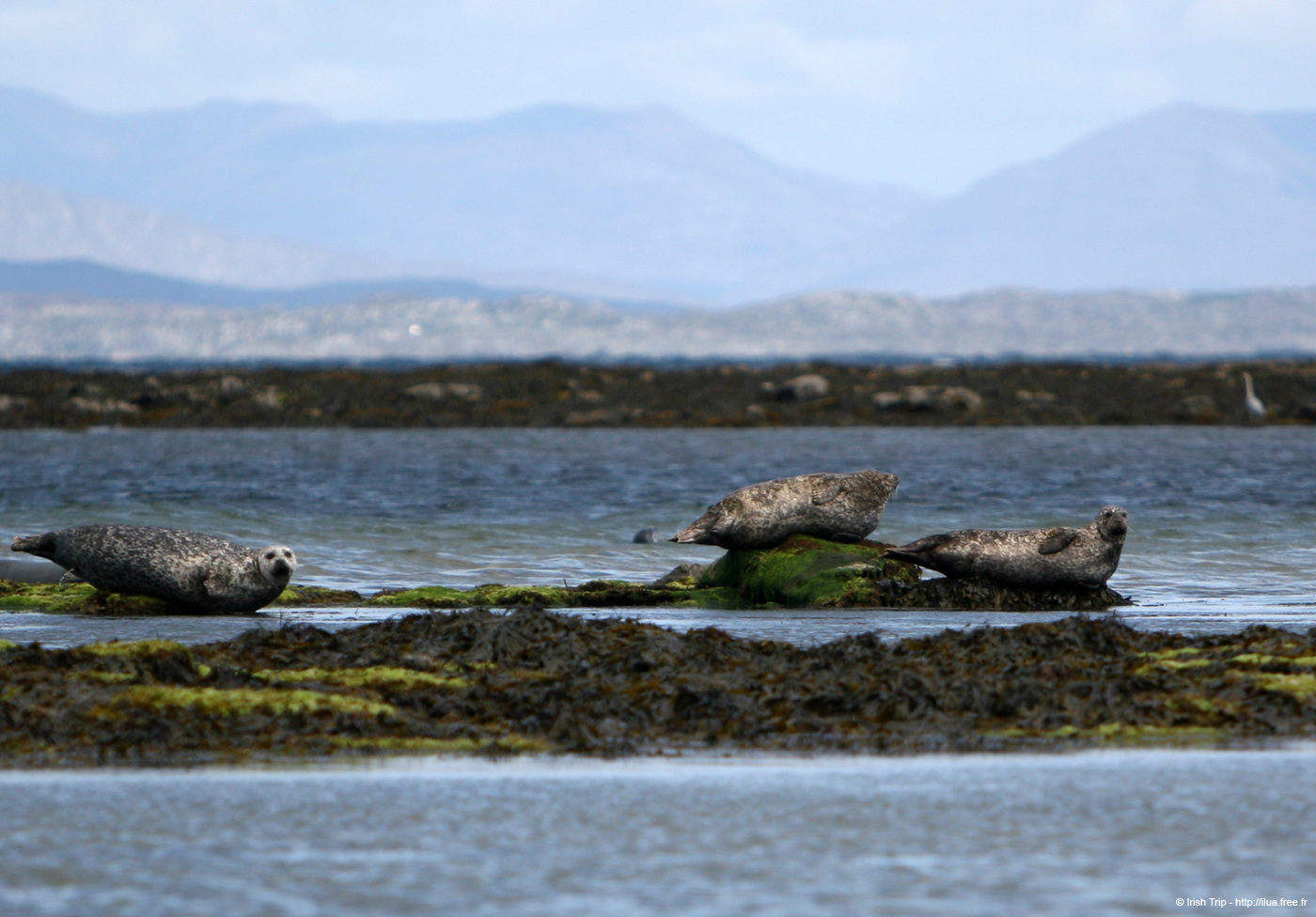 20120508_aranportchowrughsealcolony14