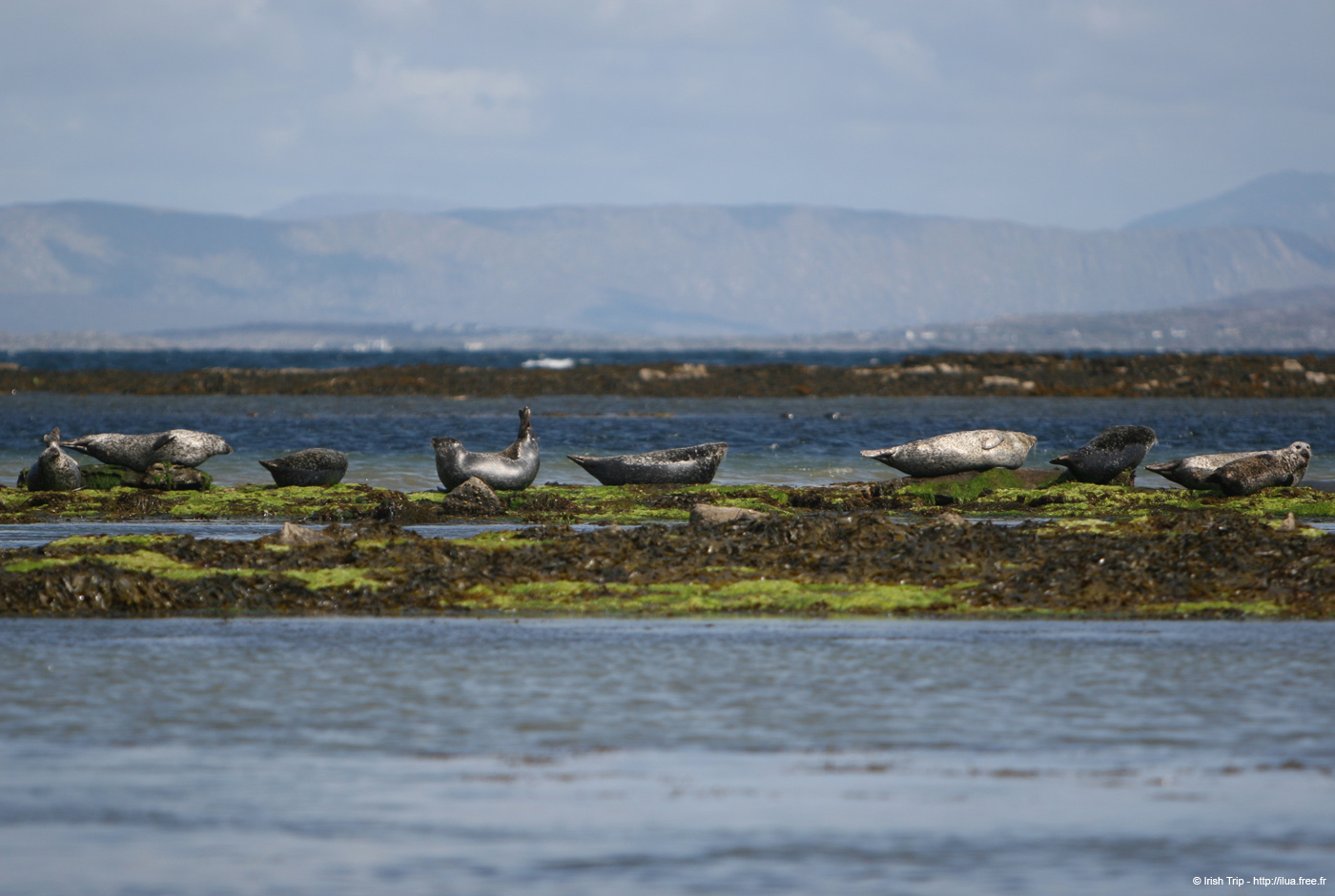 20120508_aranportchowrughsealcolony15