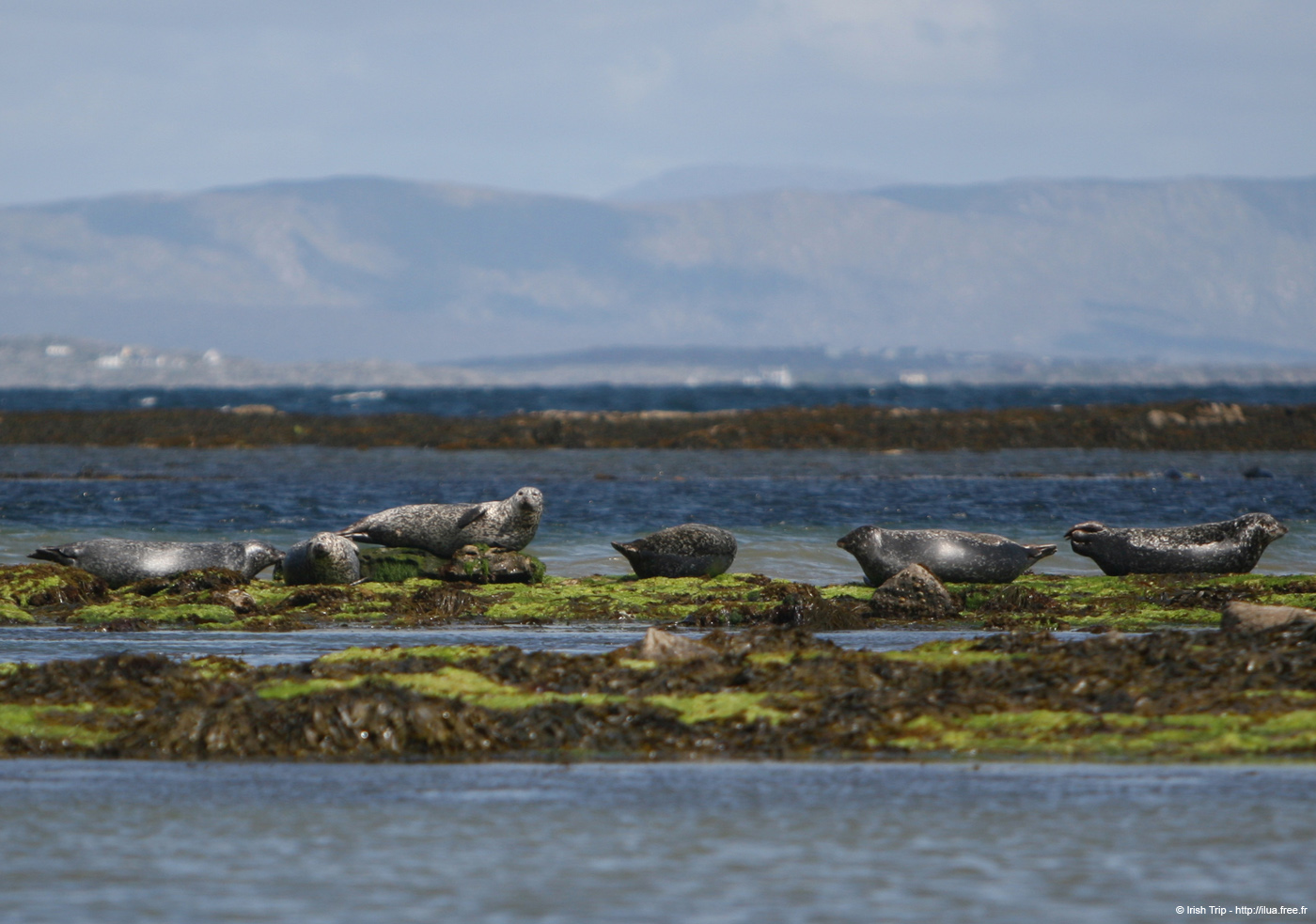 20120508_aranportchowrughsealcolony16