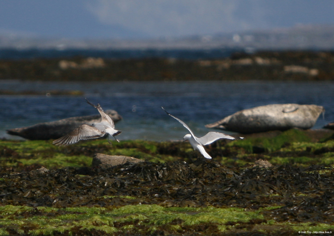 20120508_aranportchowrughsealcolony18