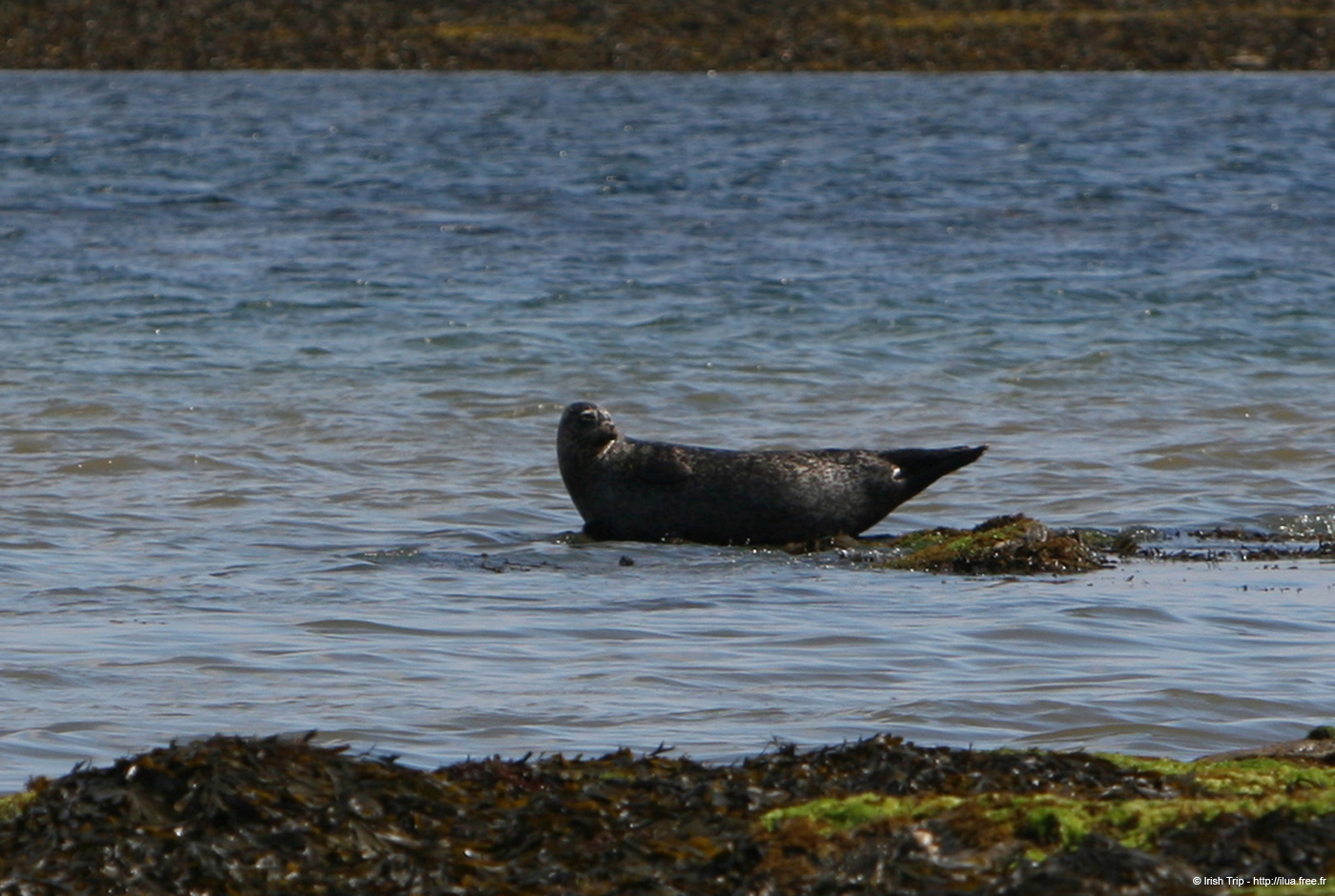 20120508_aranportchowrughsealcolony19