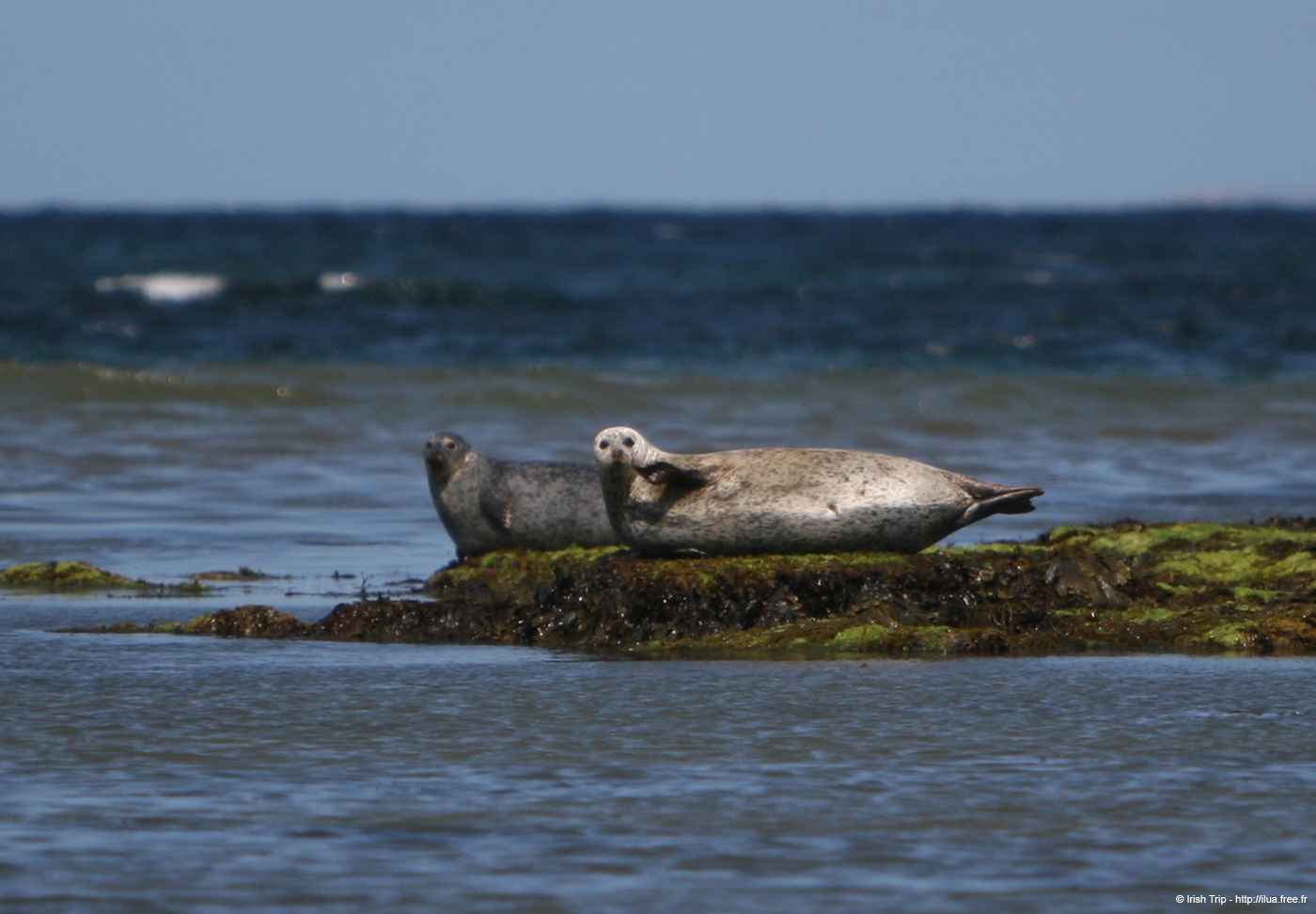 20120508_aranportchowrughsealcolony20