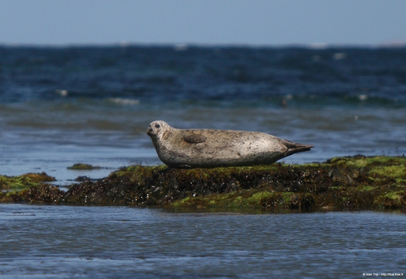 20120508_aranportchowrughsealcolony21