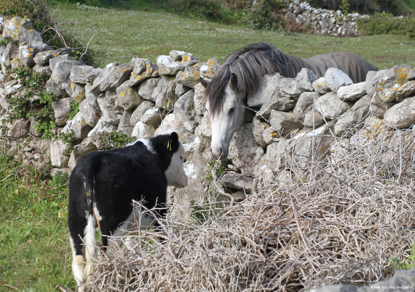 20120508_aranteampallchiarainhorsecow