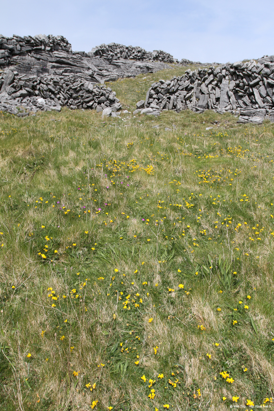 20120509_aranculoogarrow14