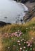 20120504_wicklowreavelahawkcoast1