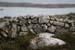 20120505_rossaveelhillstonewalls10