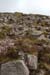 20120505_sugarloafhillpath5