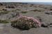 20120506_aranblindsoundbftcflowers01
