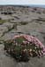 20120506_aranblindsoundbftcflowers02