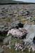20120506_aranblindsoundbftcflowers03