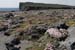 20120506_aranblindsoundbftcflowers04