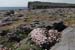 20120506_aranblindsoundbftcflowers05