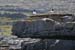 20120506_aranblindsoundcliffedgebirds5
