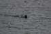 20120506_aranbrannockheadseal1