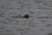 20120506_aranbrannockheadseal2