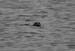 20120506_aranbrannockheadseal3