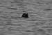 20120506_aranbrannockheadseal4