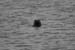 20120506_aranbrannockheadseal5
