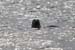 20120506_aranbrannockheadseal6