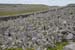 20120506_arandunaonghasafortchevauxdefrise01