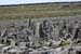20120506_arandunaonghasafortchevauxdefrise12