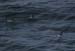 20120506_aranportchowrughguillemots