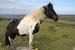 20120506_aransevenchurchhorse