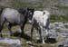 20120507_aranoghillhorses2