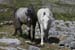 20120507_aranoghillhorses3