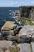 20120507_aranwhirpeashead07