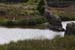 20120508_aranbarfeentaloughswan1