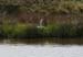 20120508_aranbarfeentaloughswan2