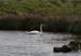 20120508_aranbarfeentaloughswan3