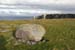 20120508_arannalheaheadgranitrock01