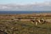 20120508_aranoghillgoats1