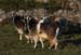 20120508_aranoghillgoats2