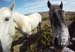 20120508_aranoghillhorses1