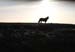 20120508_aranoghillhorses4