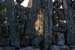 20120508_aranoghillstonewalls11