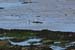 20120508_aranportchowrughducks
