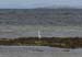 20120508_aranportchowrughheron1