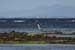 20120508_aranportchowrughheron3