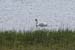 20120508_aranportchowrughloughswan