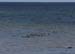 20120508_aranportchowrughsealcolony01
