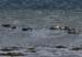 20120508_aranportchowrughsealcolony02