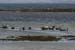 20120508_aranportchowrughsealcolony03