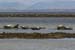 20120508_aranportchowrughsealcolony04