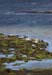 20120508_aranportchowrughsealcolony05